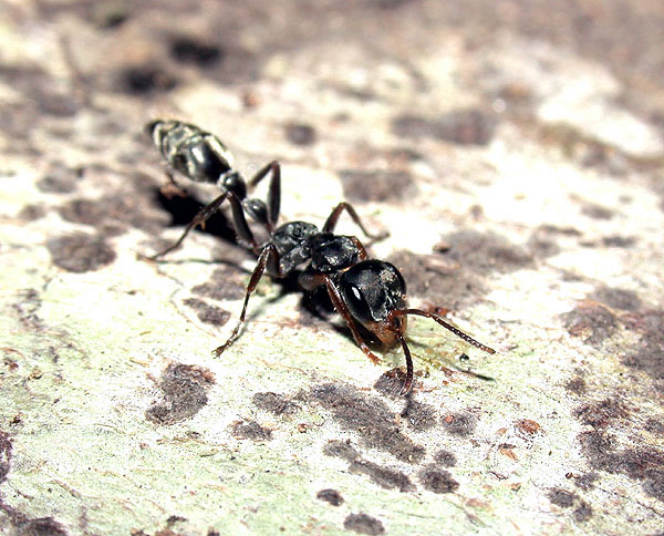 Pseudomyrmex gracilis